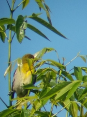 Icterus bullockii
