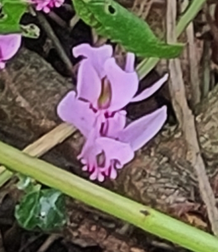 Ivy-leaved cyclamen