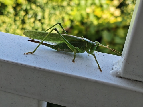 Great Green Bush-cricket