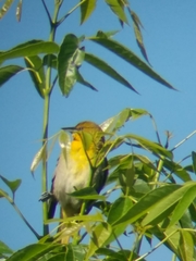 Icterus bullockii