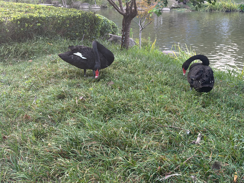 Black Swan