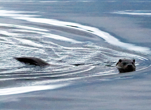 Eurasian Otter