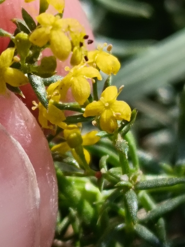Lady's Bedstraw