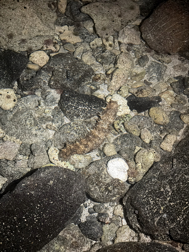 Stichopus observed 2026-09-06