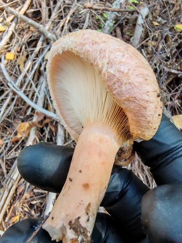 Woolly Milkcap
