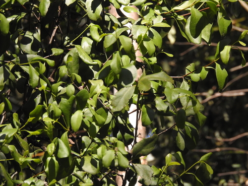 Muellerina celastroides, photograph 3