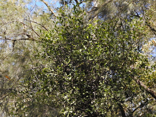 Muellerina celastroides, photograph 4