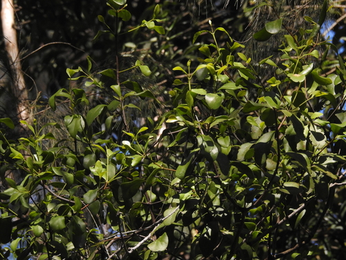 Muellerina celastroides, photograph 5
