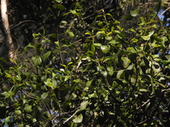 Muellerina celastroides, photograph (c) Samuel Frankel, some rights reserved (CC BY)