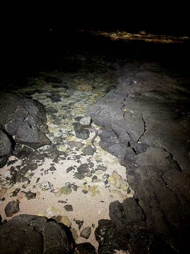 Conger marginatus observed 2026-09-06