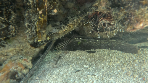 Ostorhinchus cookii observed 2026-09-06