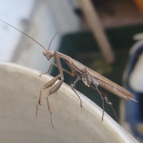 European Mantis