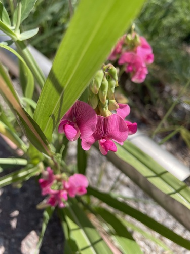 broad-leaved sweet pea