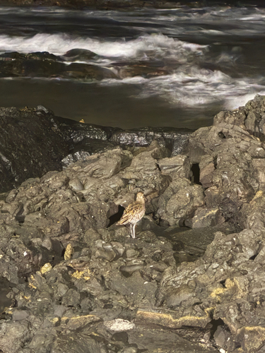 iNaturalist image