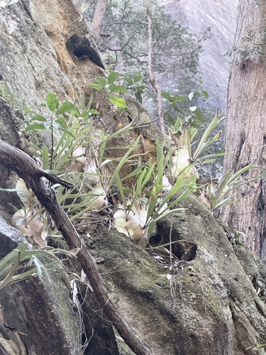 Platycerium veitchii, 2026-09-05