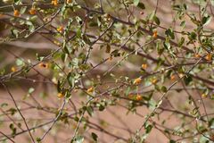 Grewia tenax, photograph (c) Karim Haddad, some rights reserved (CC BY)