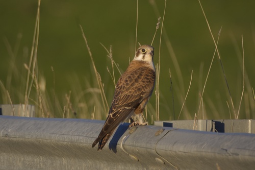 Brown Falcon