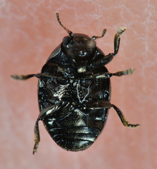 Oomorphus concolor