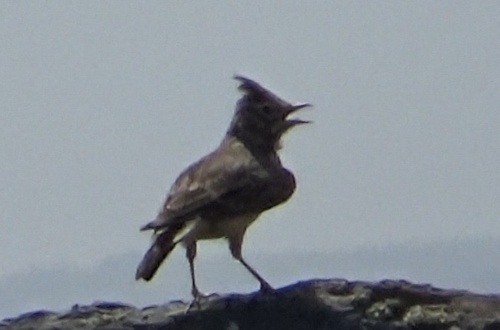 Thekla's Lark