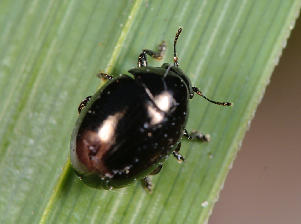 Oomorphus concolor