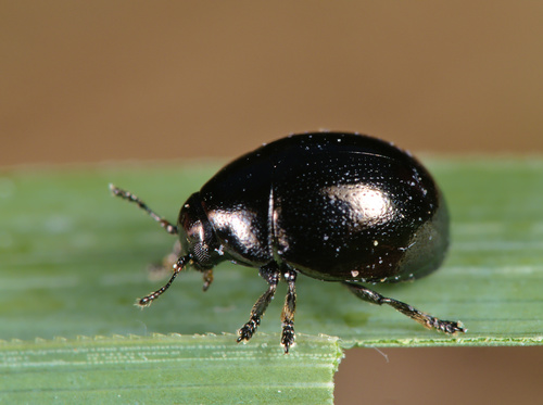 Ovinomorphus Ūksminukai (Oomorphus)