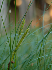 Carex acutiformis