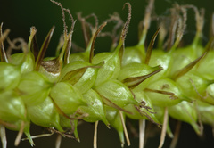 Carex acutiformis