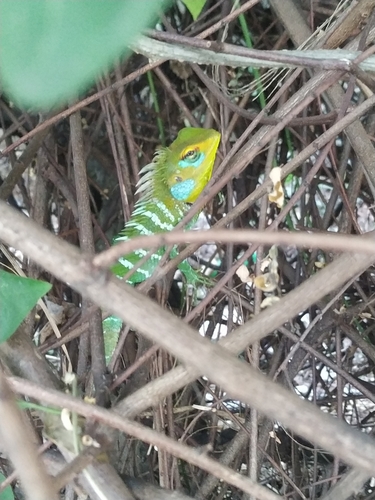 Common Green Forest Lizard