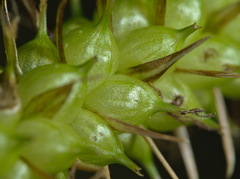 Carex acutiformis