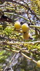 Cassytha pubescens, photograph author not stated, no rights reserved