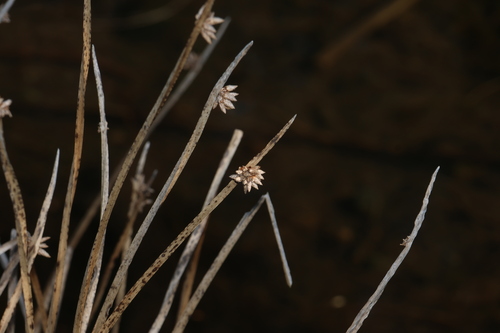 Schoenoplectiella mucronata, photograph 2