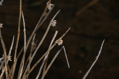Schoenoplectiella mucronata, photograph (c) Greg Tasney, some rights reserved (CC BY-SA)