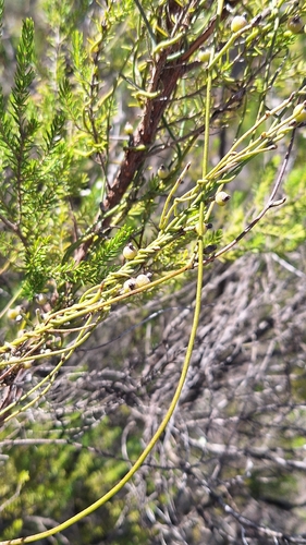 Cassytha pubescens, photograph 3