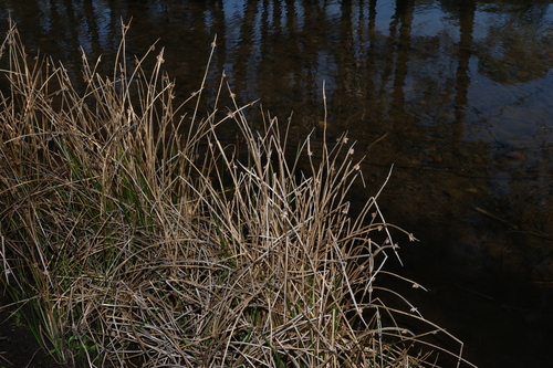Schoenoplectiella mucronata, photograph 3