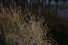 Schoenoplectiella mucronata, photograph (c) Greg Tasney, some rights reserved (CC BY-SA)