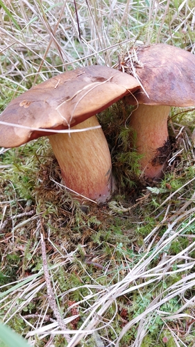 Dotted Stem Bolete