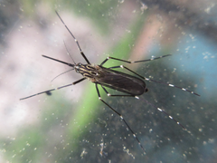 Aedes koreicus