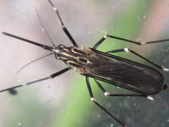 Aedes koreicus