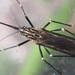 Aedes koreicus - Photo (c) onidiras-iNaturalist, some rights reserved (CC BY-NC), uploaded by onidiras-iNaturalist
