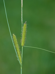 Carex acutiformis
