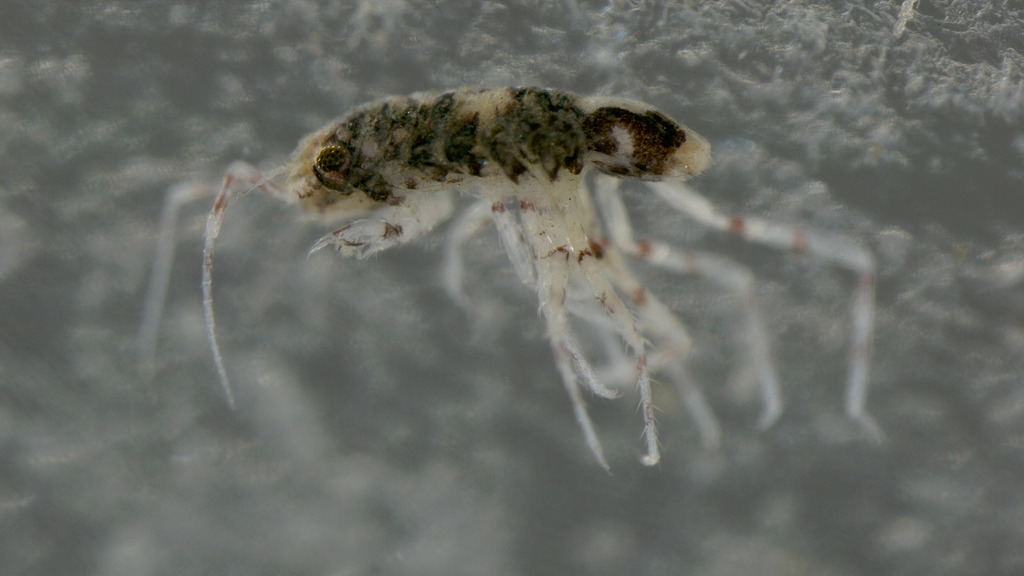 Uromunna eora