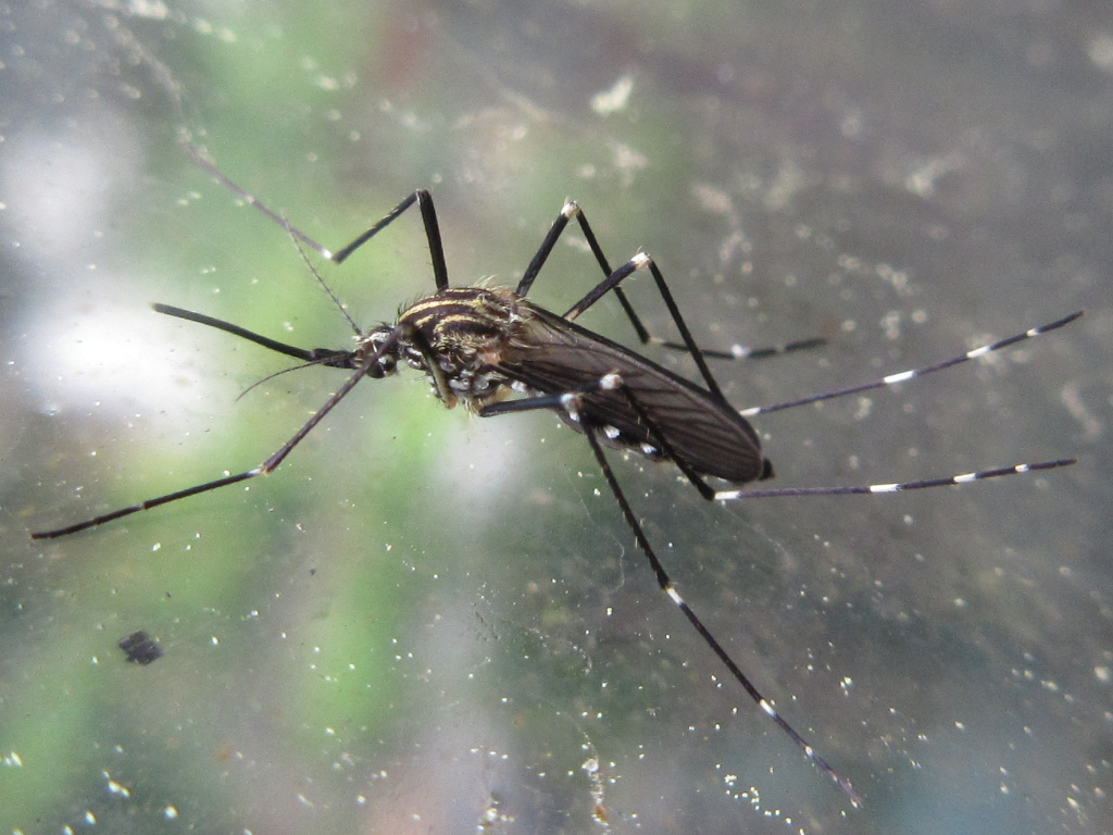 Korean bush mosquito