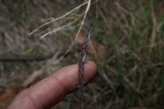 Dichanthium sericeum, photograph (c) Greg Tasney, some rights reserved (CC BY-SA)