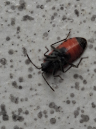 Melanocoryphus albomaculatus