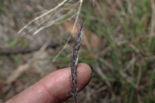 Dichanthium sericeum