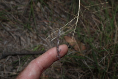 Dichanthium sericeum, photograph (c) Greg Tasney, some rights reserved (CC BY-SA)