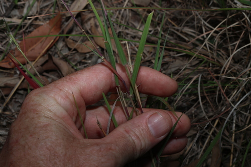 Dichanthium sericeum, photograph 3