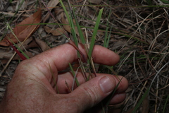 Dichanthium sericeum, photograph (c) Greg Tasney, some rights reserved (CC BY-SA)