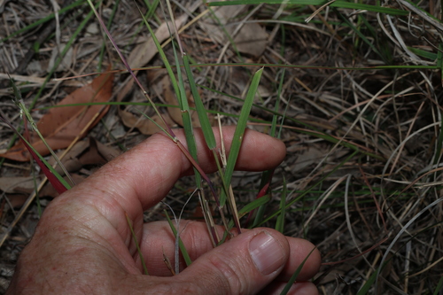 Dichanthium sericeum, photograph 4
