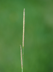 Carex acutiformis